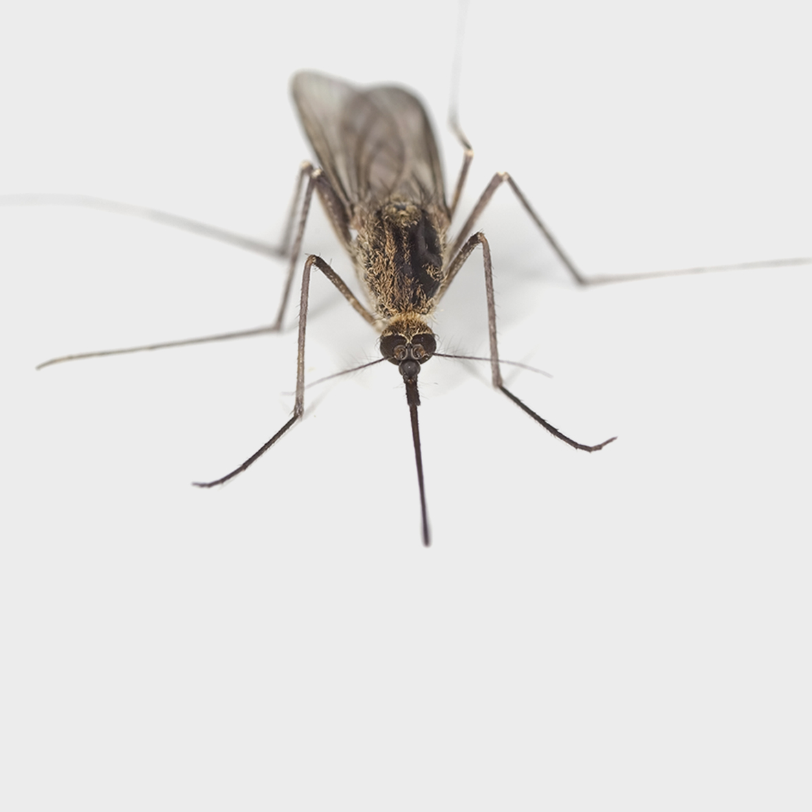 Solutions insecticides professionnelles